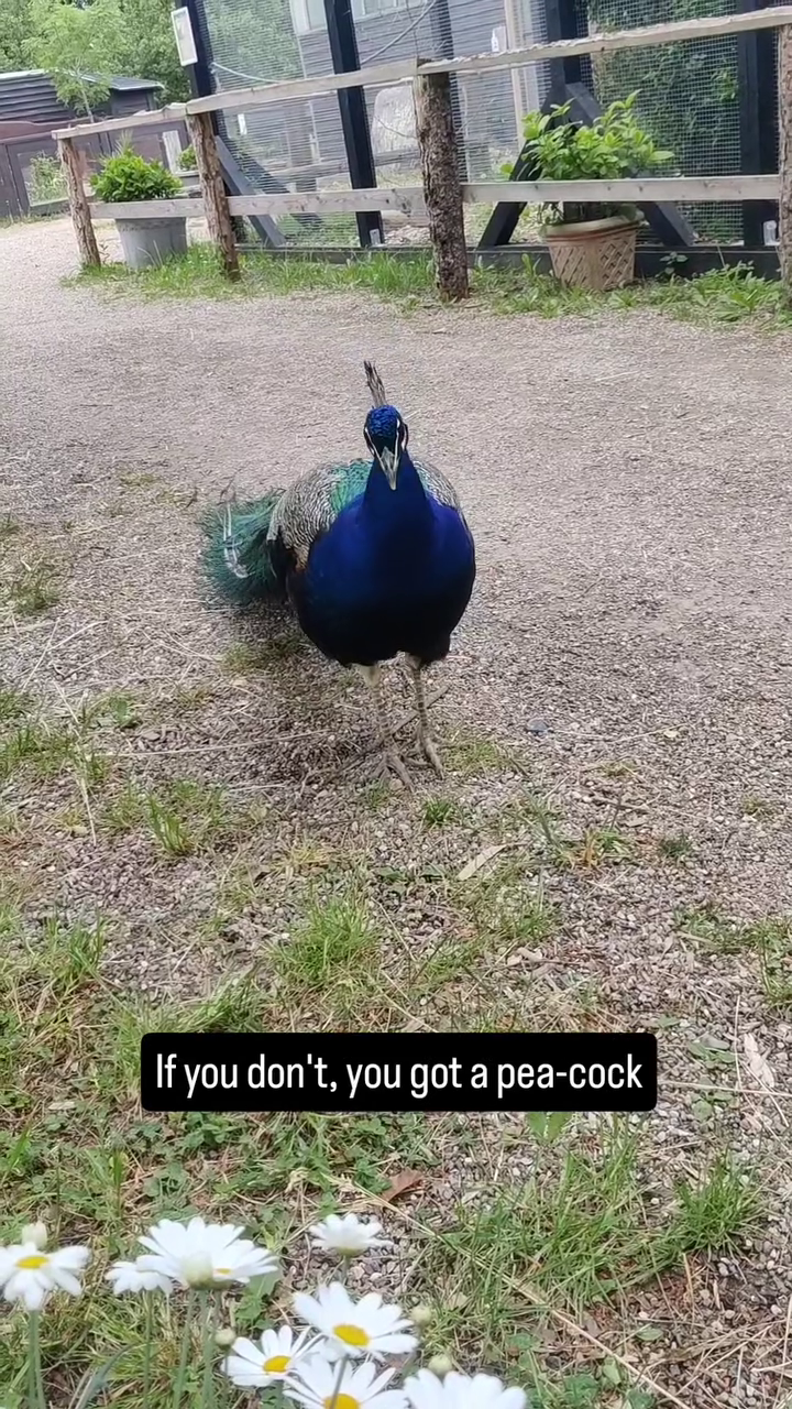 temp